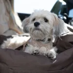Ollipet Karma Deluxe Autokurv 2i1